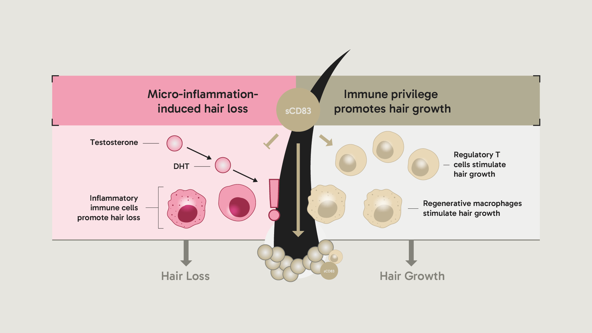 Graphic comparing the consequences of untreated hair loss with the mode of action of 8T3 hair growth products in English