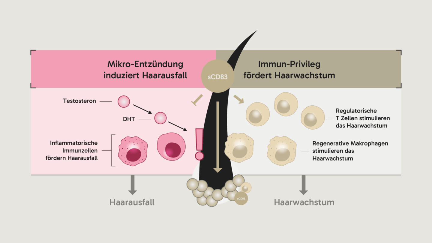 Grafik, die die Folgen von unbehandeltem Haarausfalldie der Wirkweise von Haarwuchsmiteln von 8T3 gegenüberstellt